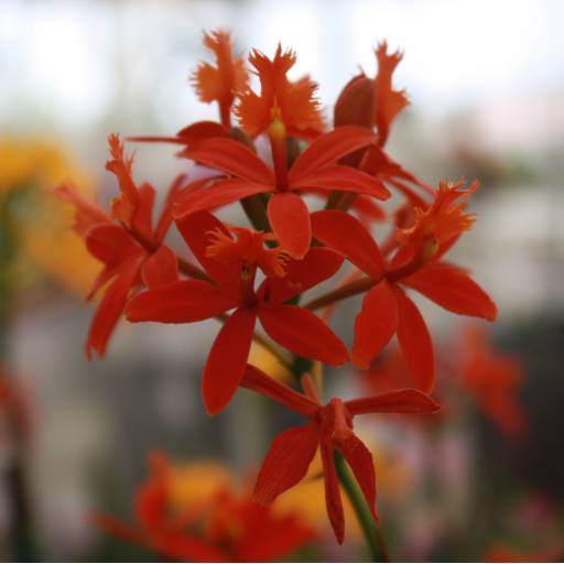 Orquídeas  por Botucatu Garden