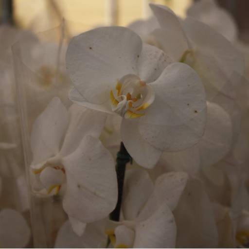 Orquídeas  por Botucatu Garden