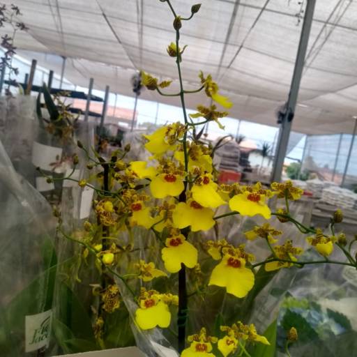 Orquídeas  por Botucatu Garden