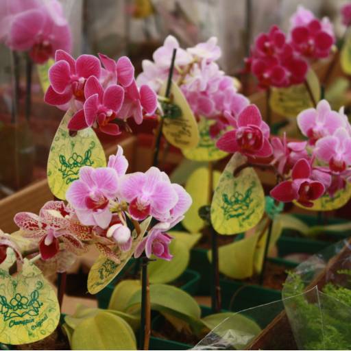 Orquídeas  por Botucatu Garden