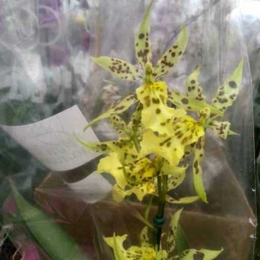 Orquídeas  por Botucatu Garden