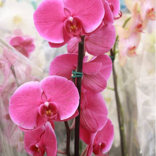 Orquídeas  por Botucatu Garden