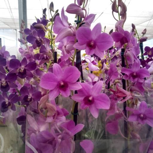 Orquídeas  por Botucatu Garden