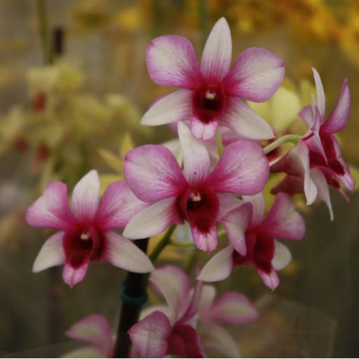 Orquídeas  por Botucatu Garden