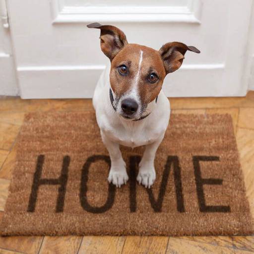 Serviço Completo: 
- Consultas, Vacinas, Coletas de exames e Orientações no Seu Endereço. 
- Veterinário Vai Até Você com Todo o Cuidado e Profissionalismo Que Seu Pet Merece. 