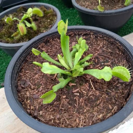 Planta Carnívora Dionéia   por Botucatu Garden