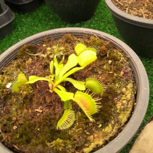 Planta Carnívora Dionéia   por Botucatu Garden