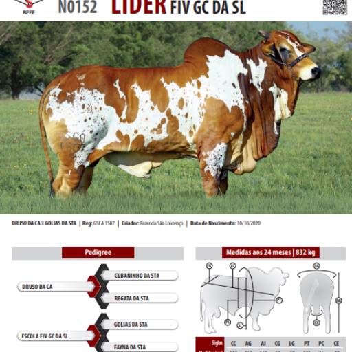 Touro Nelore Pintado Líder FIV GC da SL (N0152)