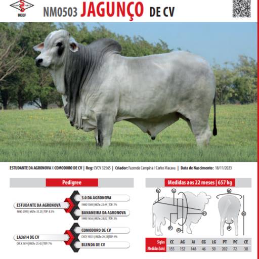 Touro Nelore Jagunço de CV (NM0503)