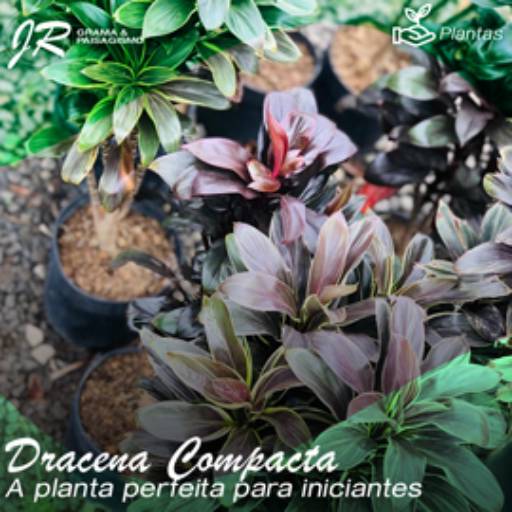 Planta Dracena Compacta 