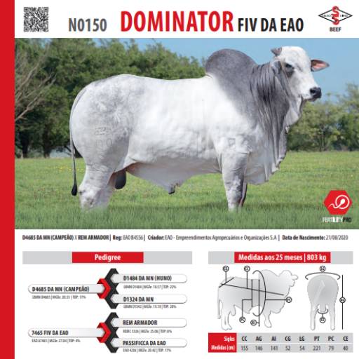 Touro Nelore El Sayan FIV da EAO (EAO B4556)