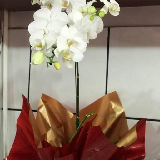 Comprar o produto de Orquídea Phalaenopsis  em Arranjo de Flores pela empresa Flor de lis - Floricultura e Presentes em Ourinhos, SP por Solutudo