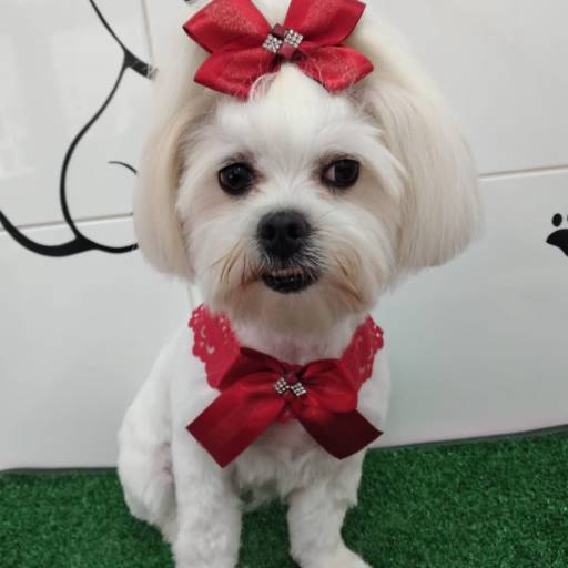 Tosa detalhada por Tia Angela Centro de Estética Animal