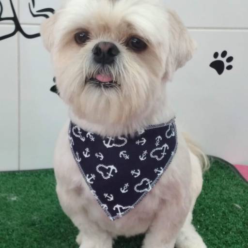 Tosa detalhada por Tia Angela Centro de Estética Animal