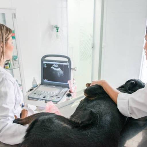 Comprar o produto de Ultrassonografia para Animais em Exames pela empresa Bioferas Clínica Veterinária, Banho e Tosa Atibaia em Atibaia, SP por Solutudo