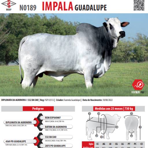 Touro Nelore Impala Guadalupe (N0189)