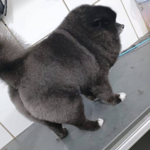 é uma técnica usada no banho e tosa que significa aparar e modelar os pelos do animal, especialmente de raças que têm pelos longos, crespos ou que crescem continuamente Não tira todo o pelo, só ajusta o comprimento e o formato.
 Serve para realçar o padrão da raça ou deixar o pet com um visual mais equilibrado e bonito