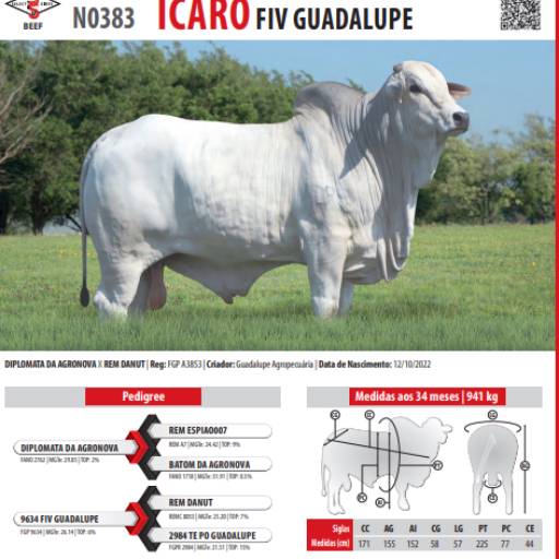 Touro Nelore Icaro FIV Guadalupe (N0383)