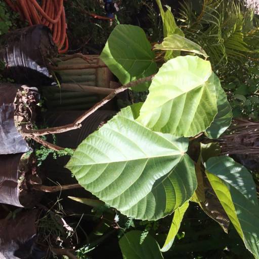 Comprar o produto de Figueira Chilena em Outros pela empresa Floricultura Florapark em Foz do Iguaçu, PR por Solutudo