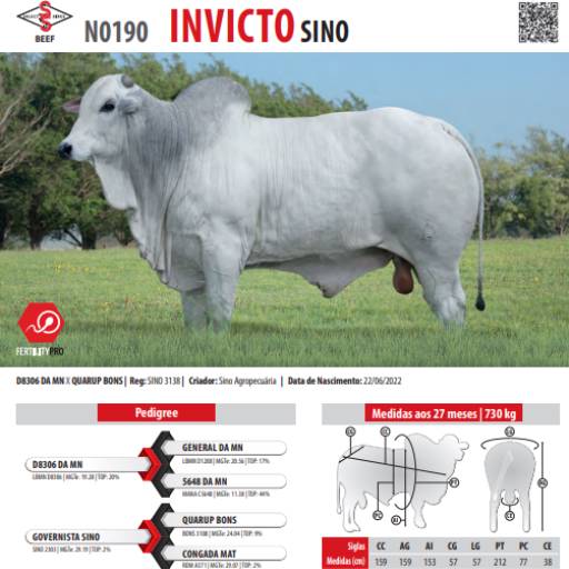 Touro Nelore Invicto SINO