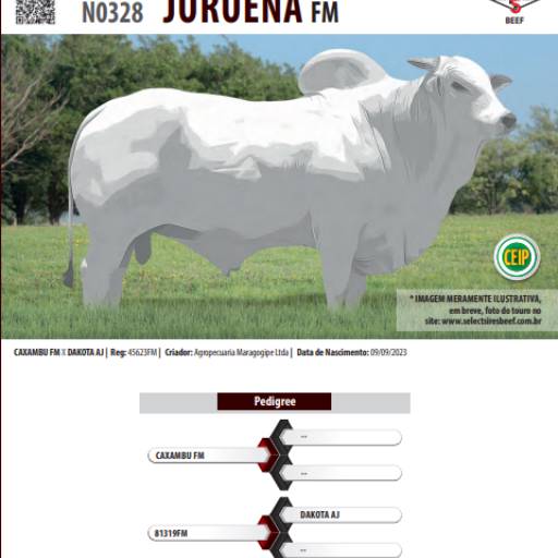 Touro Nelore Juruena FM (N0328)