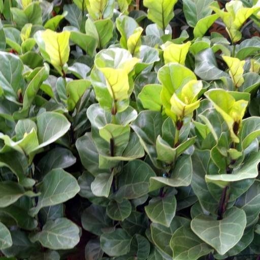 Paisagismo com Ficus Lyrata em Itapetininga