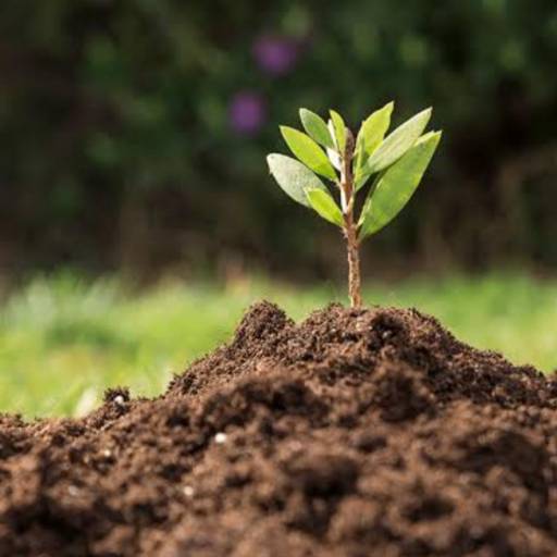 Recuperação de Áreas Degradadas em Jequié – Sustentabilidade Garantida