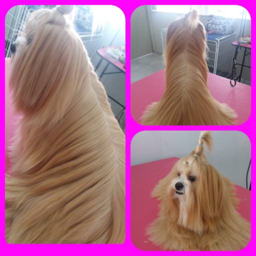 Hidratação por Tia Angela Centro de Estética Animal