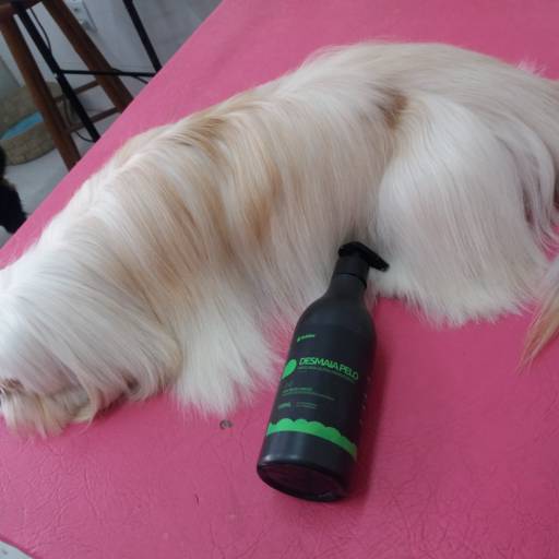 Hidratação por Tia Angela Centro de Estética Animal