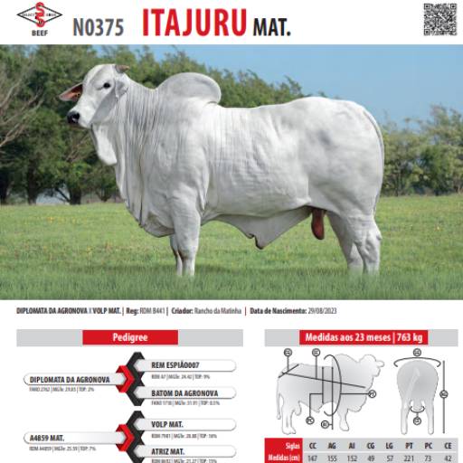 Touro Nelore Itajuru Mat. (N0375)