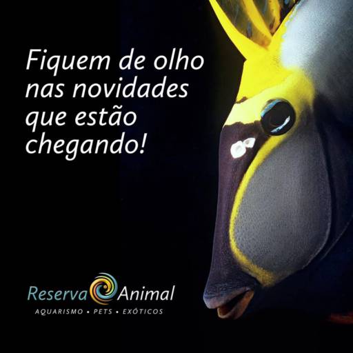 Novidades na Reserva Animal