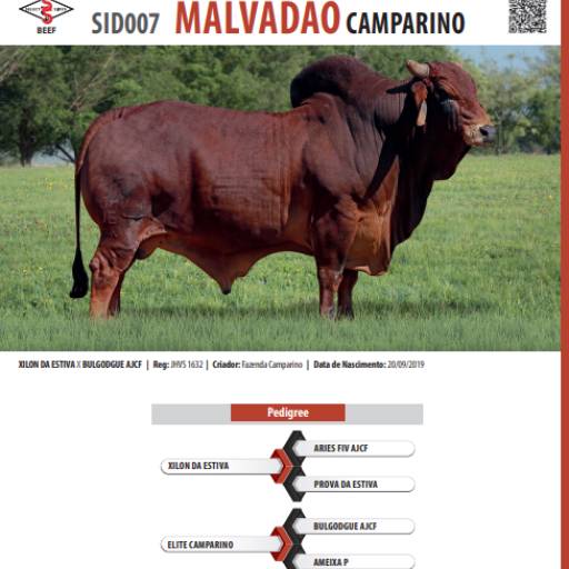 Touro Sindi Malvadão Camparino (SID007)