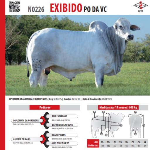 Touro Nelore Exibido PO da VC (N0226)