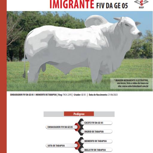 Touro Brahman Imigrante FIV da GE 05 (T0042)