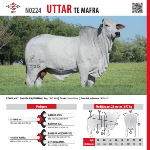 Touro Nelore Uttar TE Mafra (N0224)