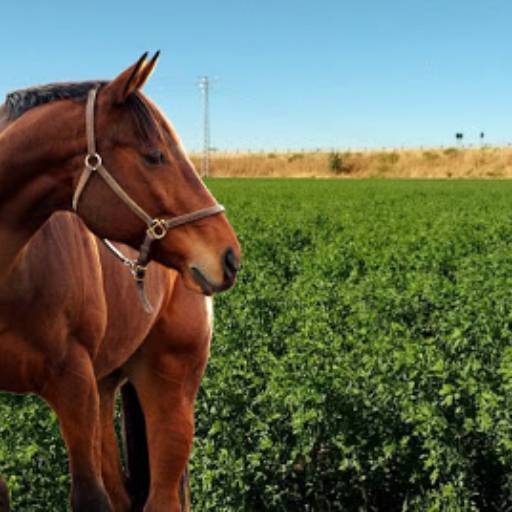 Alfafa em Bom Jesus dos Perdões, SP por Agropecuária Lukan
