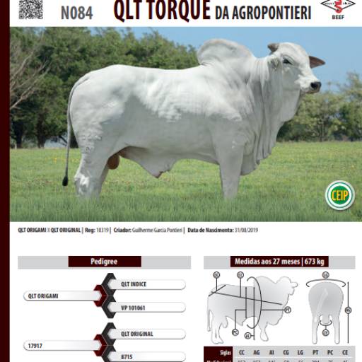 Touro Nelore QLT Torque da Agropontieri (N084)