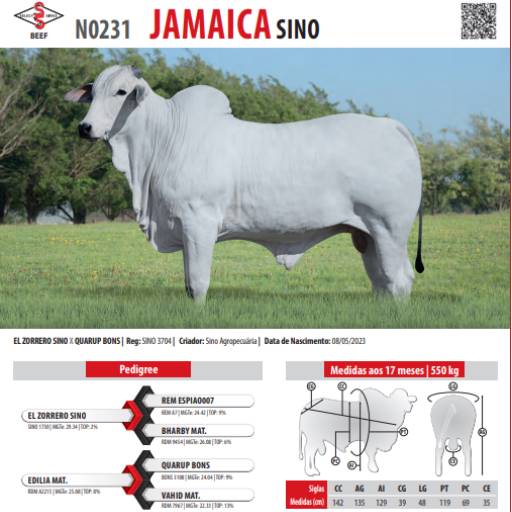 Touro Nelore Jamaica SINO (N0231)