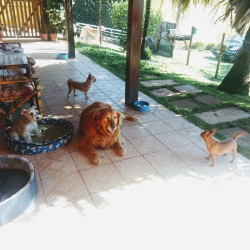 Cães de Porte Pequeno em Atibaia, SP por Hotel da Vivi