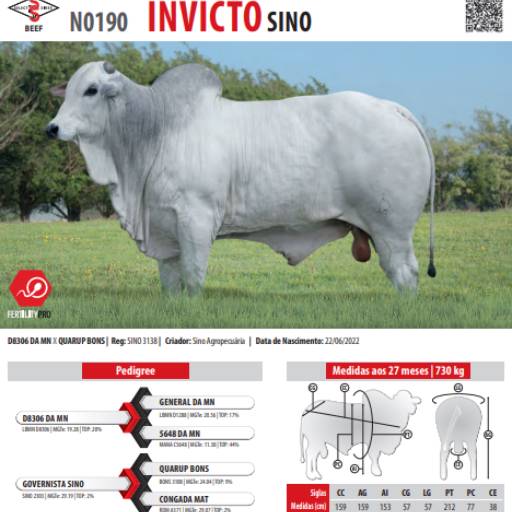 Touro Nelore Invicto SINO