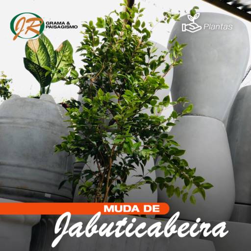 Planta Jaboticabeira em Americana, SP por JR Gramas & Paisagismo