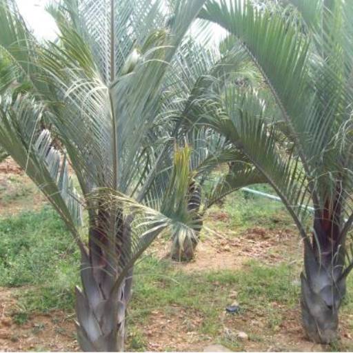 Comprar o produto de Palmeira triangular em Plantas pela empresa Paraíso Jardim - Serviços de Paisagismo em Itapetininga, SP por Solutudo