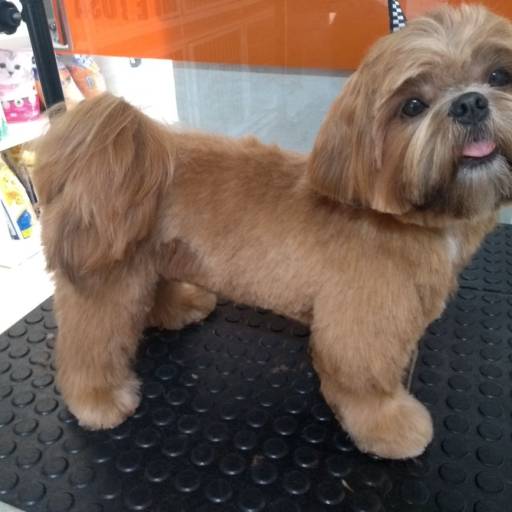 Tosa Bebê 