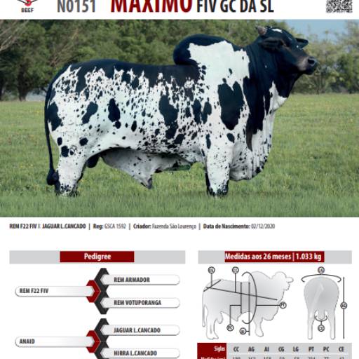Touro Nelore Pintado Máximo FIV GC da SL (N0151)