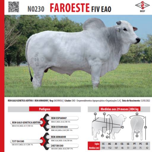 Touro Nelore Faroeste FIV EAO (N0230)