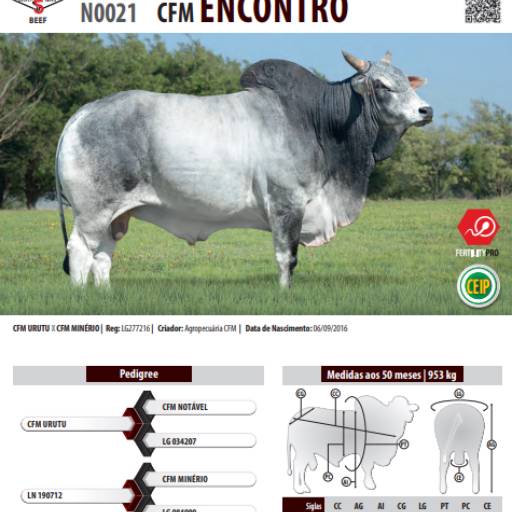 Touro Nelore CEIP CFM Encontro (N0021)