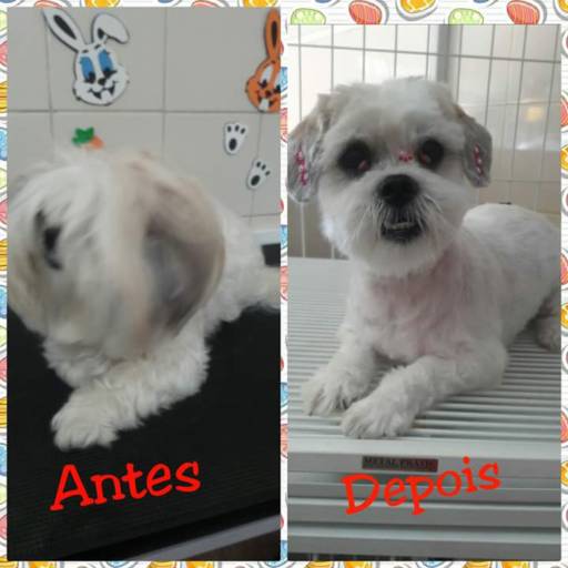 Banho e tosa (Antes e Depois) por Love My Pet Banho e Tosa