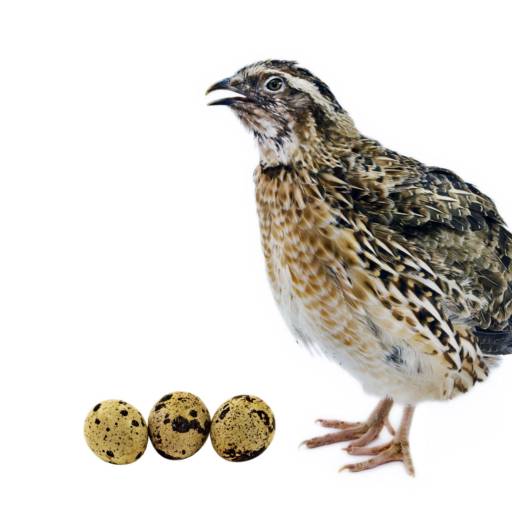 Ração Codorna 25 kg IMBRAMIL em Bom Jesus dos Perdões, SP por Agropecuária Lukan