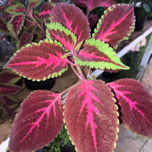 Cóleus  em Botucatu, SP por Botucatu Garden