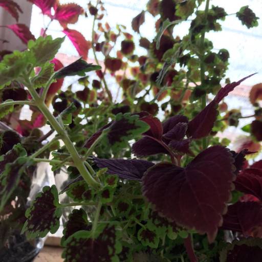 Cóleus  em Botucatu, SP por Botucatu Garden